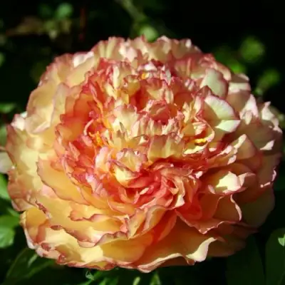 Пион ЗОЛОТАЯ РОССЫПЬ древовидный в Жодино