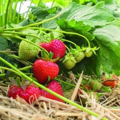 Клубника ЭЛЬСАНТА в Жодино