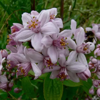 Дейция МОУНТ РОУЗ в Жодино