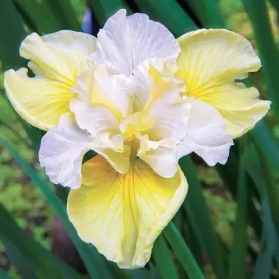 Ирис ЙЕЛЛОУ ТЕЙЛ сибирский в Жодино