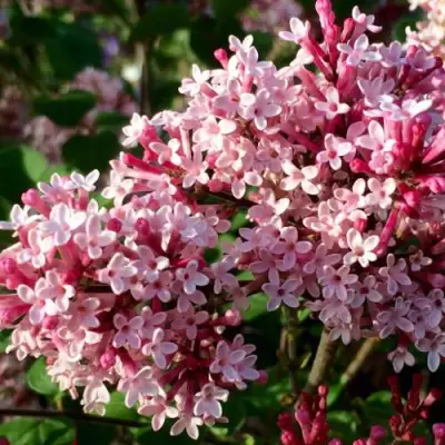 Сирень РЕД ПИКСИ в Жодино