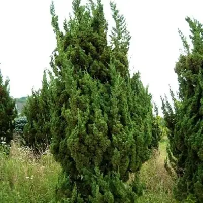 Можжевельник КАЙЗУКА китайский в Жодино