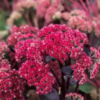 Очиток (седум) РЕД КАУЛИ в Жодино