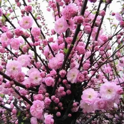 Миндаль ТРЁХЛОПАСТНЫЙ (луизеания) в Жодино