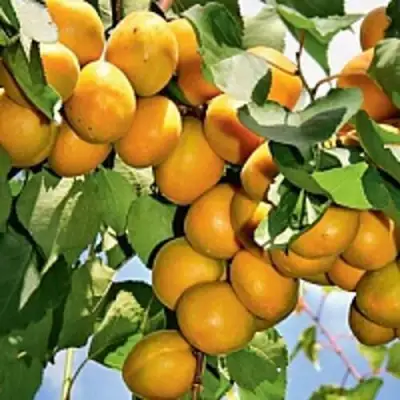 Абрикос БРЯНСКИЙ РАННИЙ в Жодино