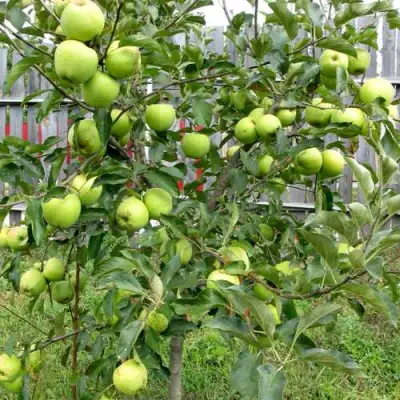 Яблоня ГРЕННИ СМИТ в Жодино