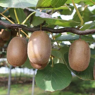 Актинидия ЗАКАРПАТЬЕ киви в Жодино