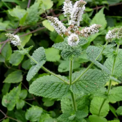 Мята яблочная в Жодино