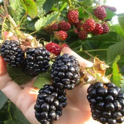 Ежевика НАВАХО бесшипная  в Жодино