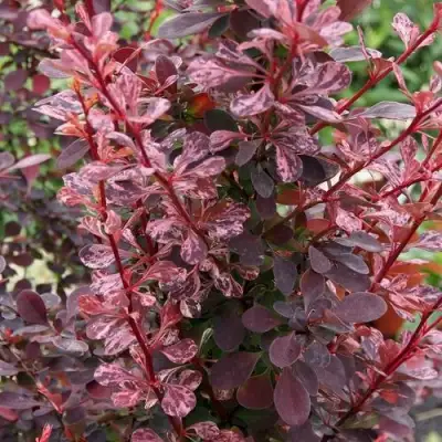 Барбарис РОУЗ ГЛОУ тунберга в Жодино