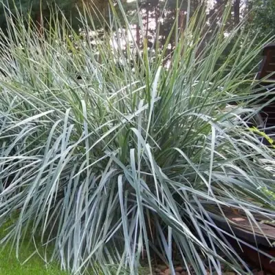 Элимус БЛЮ ДЮН песчаный в Жодино