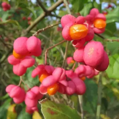 Бересклет ЕВРОПЕЙСКИЙ в Жодино