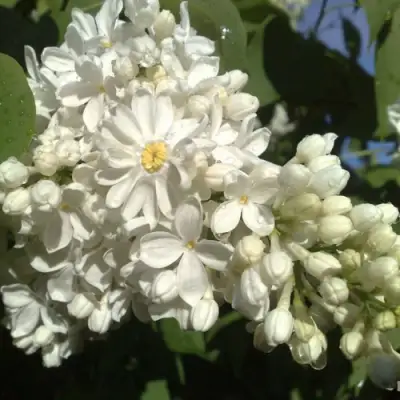 Сирень РОЧЕСТЕР в Жодино