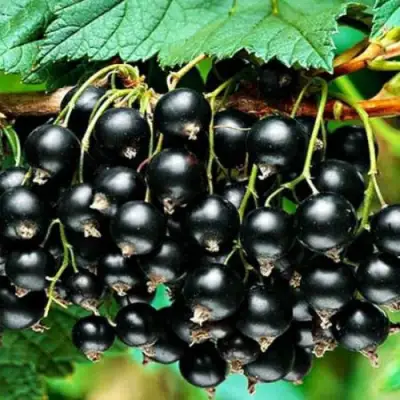 Смородина черная АТЛАНТ в Жодино