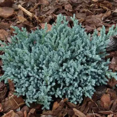 Можжевельник БЛЮ СПАЙДЕР чешуйчатый в Жодино