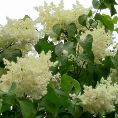 Сирень АМУРСКАЯ в Жодино