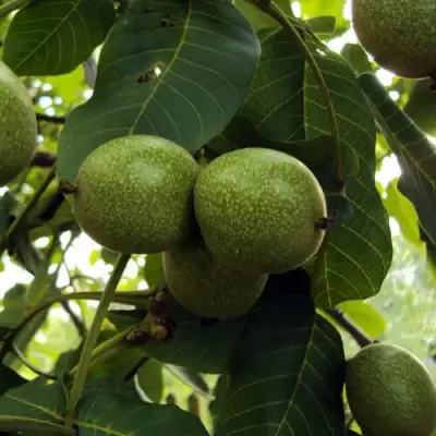Грецкий орех ПИНСКИЙ в Жодино
