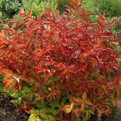 Вейгела ОГНЕННЫЕ КРЫЛЬЯ в Жодино