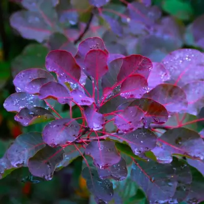 Скумпия ГРЕЙС в Жодино