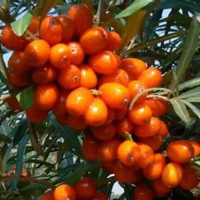 Облепиха ПЛАМЕННАЯ в Жодино