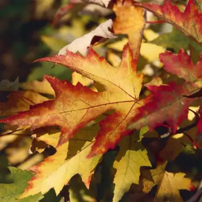 Клен серебристый в Жодино
