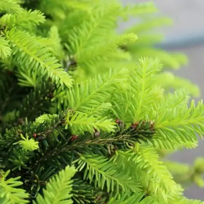 Ель НИДИФОРМИС обыкновенная в Жодино