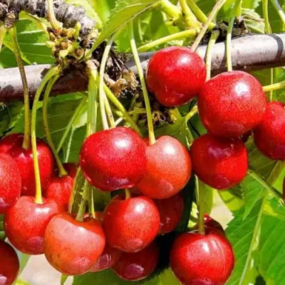 Черешня БЮТТНЕРА КРАСНАЯ в Жодино