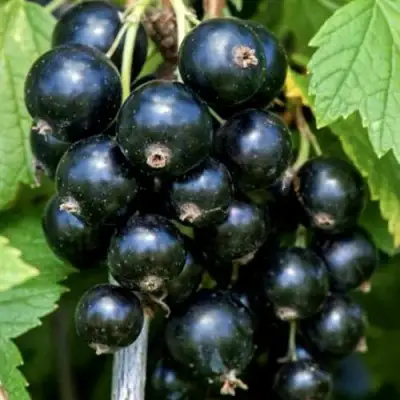 Смородина чёрная СЕЛЕЧЕНСКАЯ в Жодино