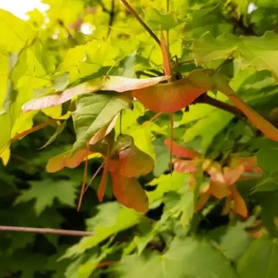 Клен ложноплатановый в Жодино