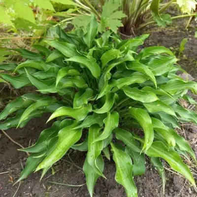 Хоста ГАРРИ ВАН ТРИЕР в Жодино