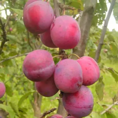 Слива ЭДИНБУРГСКАЯ в Жодино