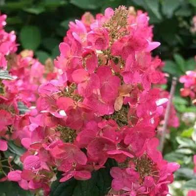 Гортензия МЕГА МИНДИ метельчатая в Жодино