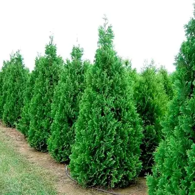 Туя СПИРАЛИС западная в Жодино