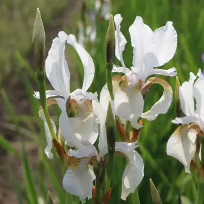 Ирис АЛЬБА сибирский в Жодино