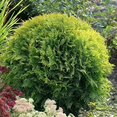 Туя ЕЛЛОУ ГЛОБ западная в Жодино