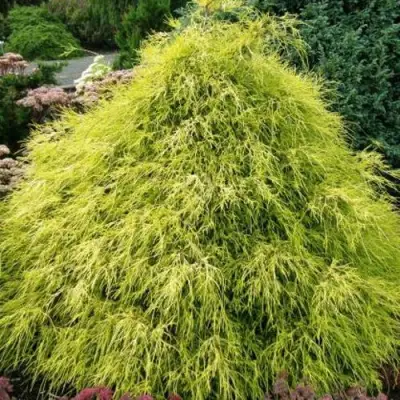 Кипарисовик ФИЛИФЕРА АУРЕА горохоплодный в Жодино