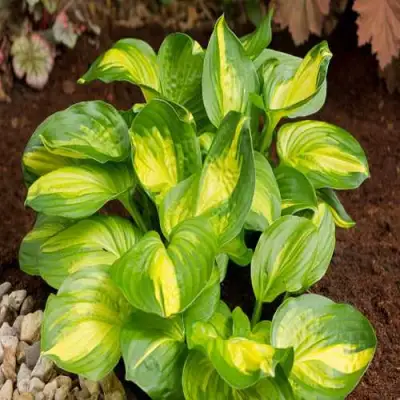 Хоста ЭМЕРАЛЬД ЧАРДЖЕР гибридная в Жодино