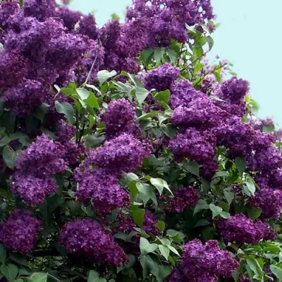 Сирень ИНДИЯ в Жодино