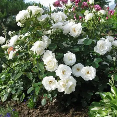 Роза АЛАБАСТЕР флорибунда в Жодино