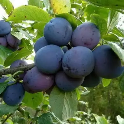 Слива КРОМАНЬ в Жодино