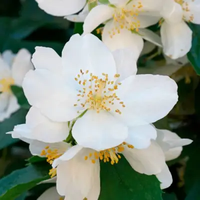 Жасмин ЮСТИНКА в Жодино