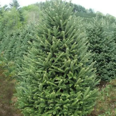 Пихта ФРАЗЕРА в Жодино