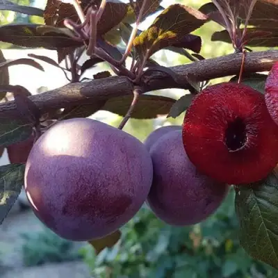 Слива ПАННА в Жодино