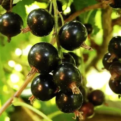 Смородина чёрная НАРА в Жодино