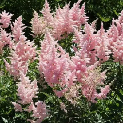 Астильба ГЛИТТЕР ЭНД ГЛАМУР китайская в Жодино