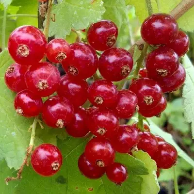 Смородина красная РОНДОМ в Жодино