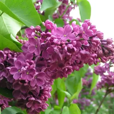 Сирень ДЕНЬ ПОБЕДЫ в Жодино