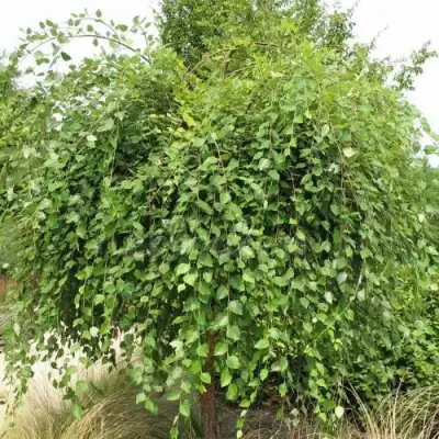 Береза САММЕР КАСКАД черная в Жодино