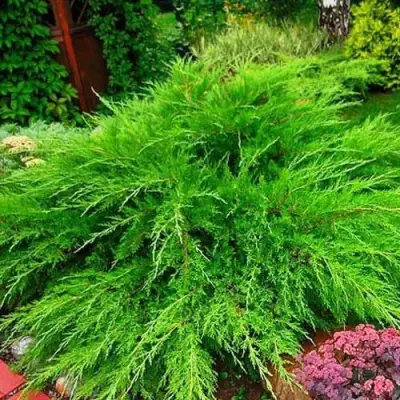 Можжевельник МИНТ ДЖУЛЕП средний в Жодино