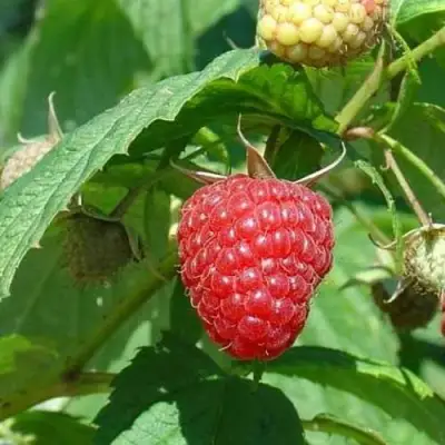 Малина КВЕЛЛИ в Жодино